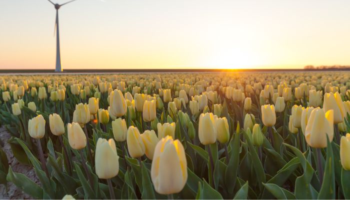 Hoa tulip trắng được trồng ở đâu ở Việt Nam?
