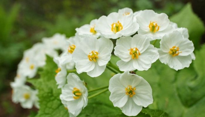 Những bông hoa diệp hà sơn trắng thể hiện sự kiên cường, mạnh mẽ