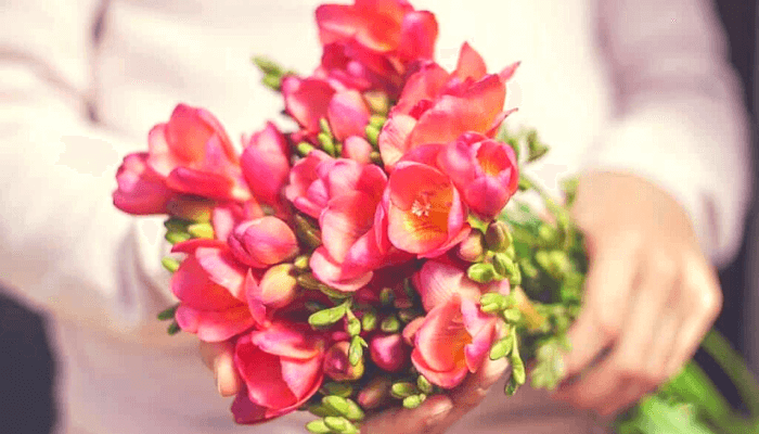 Bó hoa Freesia mang nhiều ý nghĩa từ người gửi tặng