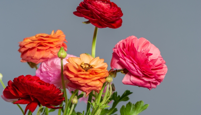 Hoa mao lương mang vẻ đẹp tròn trĩnh đáng yêu và màu sắc đa dạng