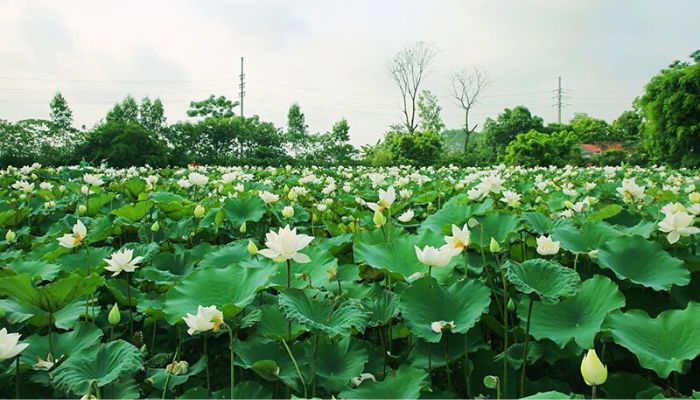 Hoa sen White sở hữu xuất xứ kể từ lâu đời