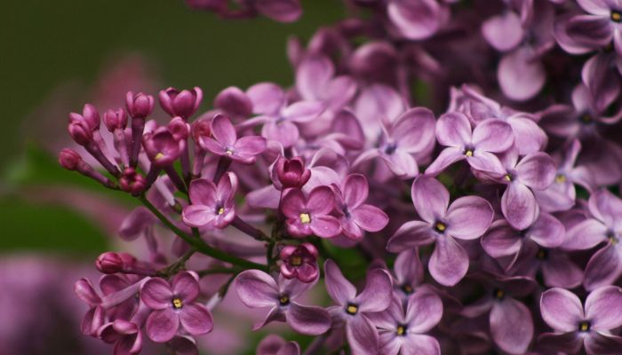 Loài hoa may mắn độc nhất vô nhị của cung hoàng đạo Bảo Bình
