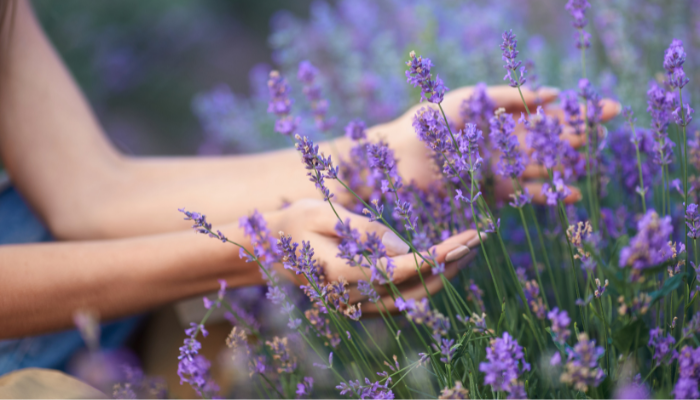 Nguồn gốc của hoa lavender