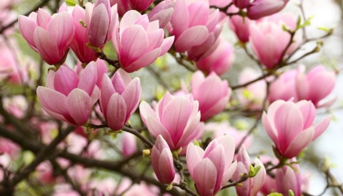 Những bông hoa Magnolia rực rỡ dưới ánh nắng mặt trời