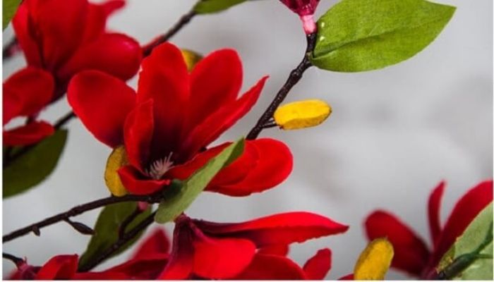 Những cánh hoa mộc lan đỏ đại diện cho một mùa xuân tươi mới