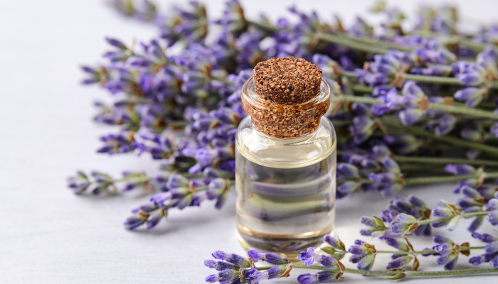 Cải thiện giấc ngủ từ tinh dầu lavender