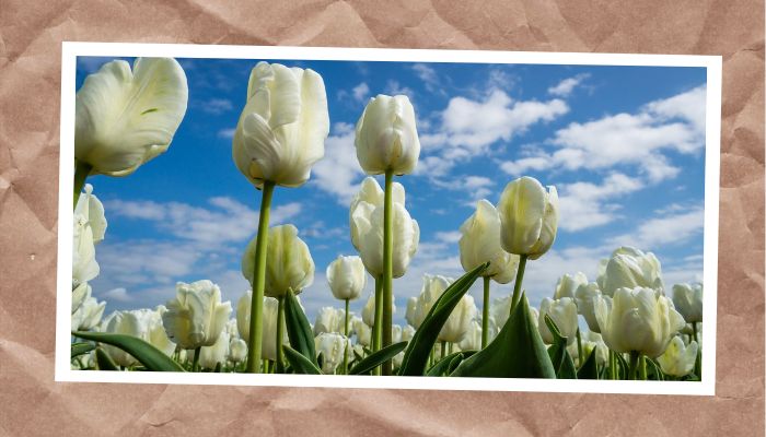 Đôi đường nét nổi bật về hoa tulip bạn phải biết
