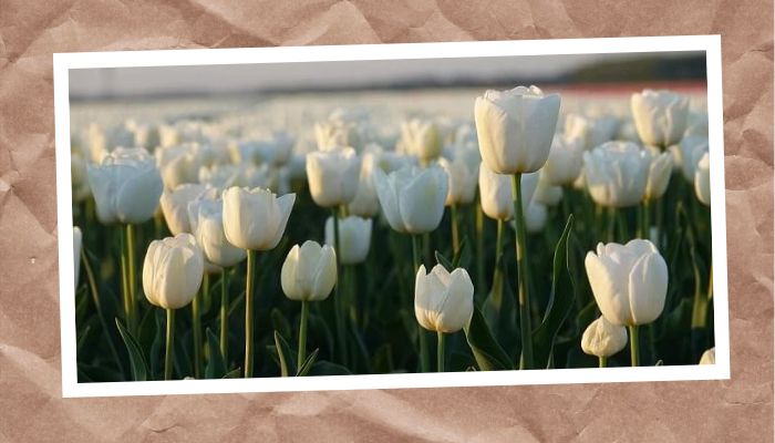 Loài hoa tulip tăng thêm ý nghĩa gì vô tình yêu?
