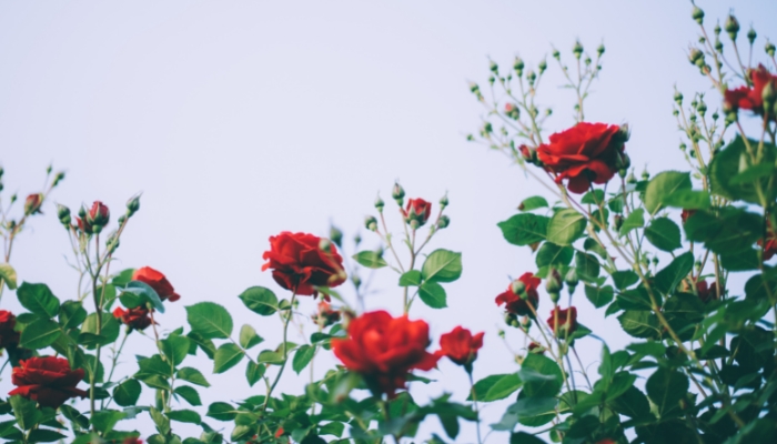 Bí quyết cách chăm sóc hoa hồng cực chi tiết