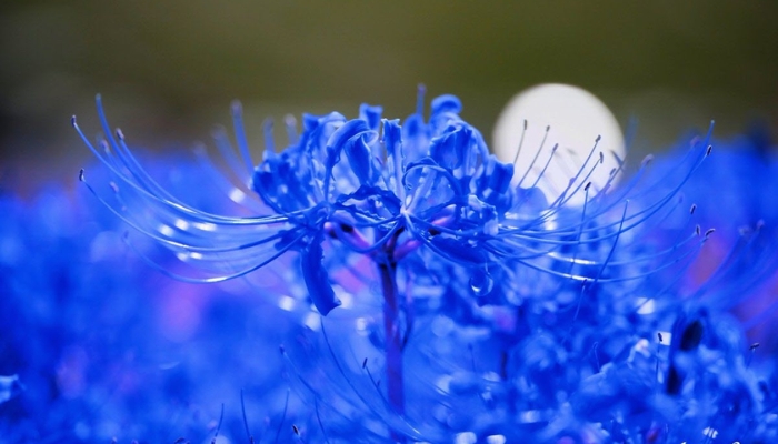Hoa bỉ ngạn xanh có thật không? Truyền thuyết và ý nghĩa