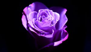 Hoa hồng tím có ý nghĩa gì trong tình yêu và cuộc sống?