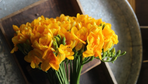 Hoa lan nam phi - Ý nghĩa, cách trồng và chăm sóc tại nhà