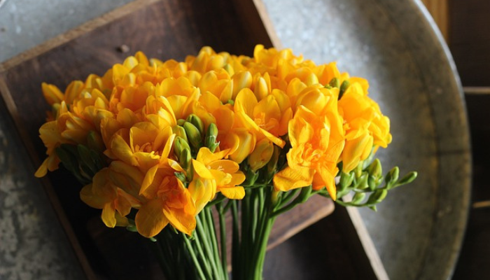 Hoa lan nam phi - Ý nghĩa, cách trồng và chăm sóc tại nhà