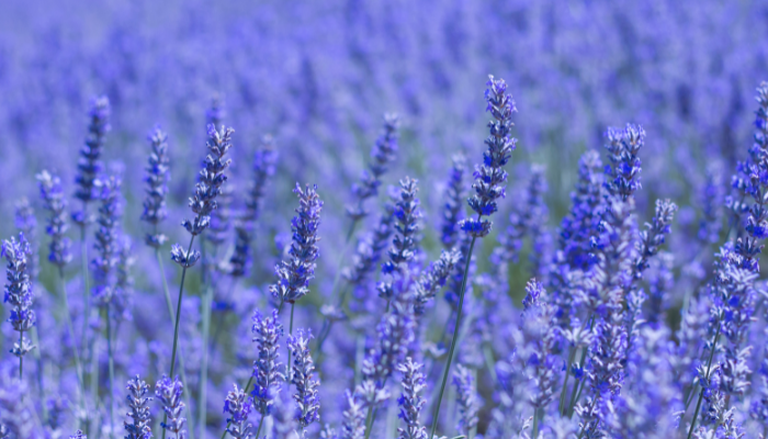 Hoa lavender là hoa gì?