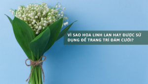 Vì sao hoa linh lan hay được sử dụng để trang trí đám cưới?