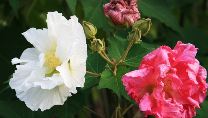 Hoa phù dung - Loài hoa đổi ba màu trong ngày và ý nghĩa tiềm ẩn