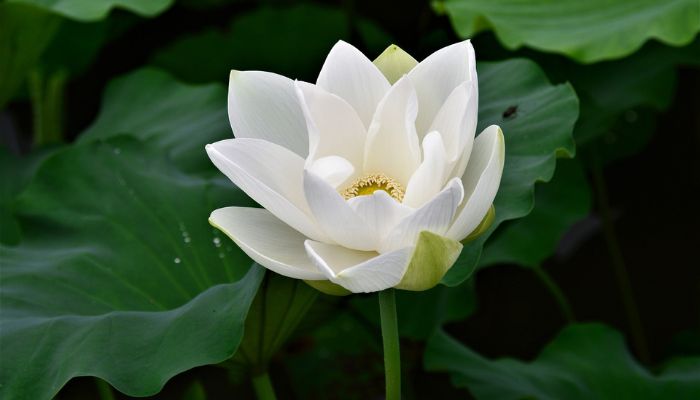 Tại sao hoa sen trắng hay được sử dụng trong tang lễ?
