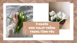 Các ý nghĩa hoa tulip trắng trong tình yêu