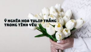 Hoa Tulip trắng có ý nghĩa gì trong tình yêu?