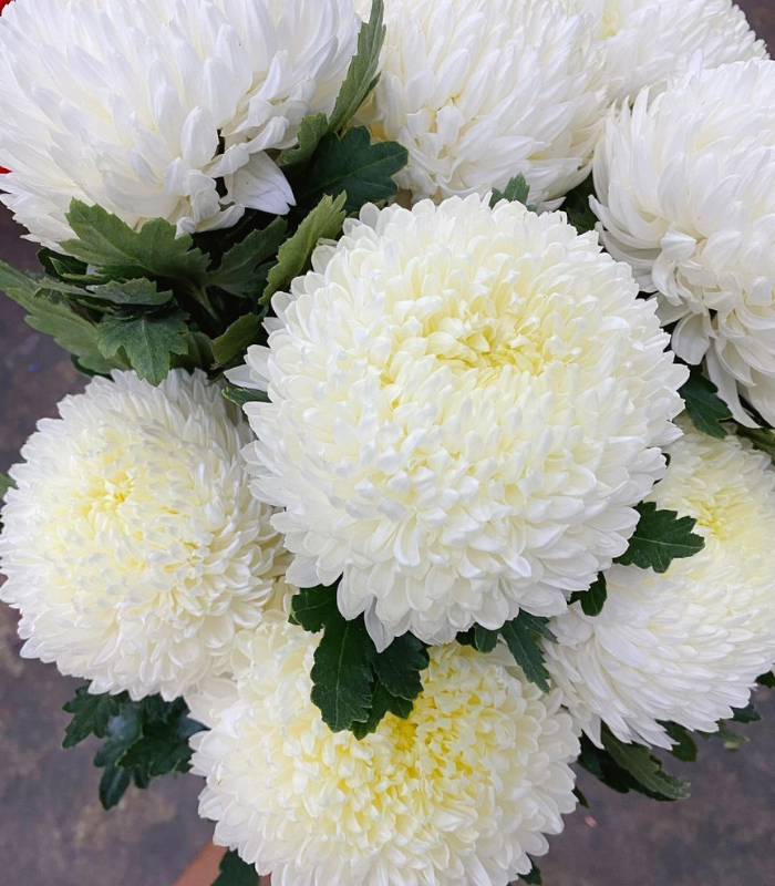 Hoa cúc mẫu đơn trắng
