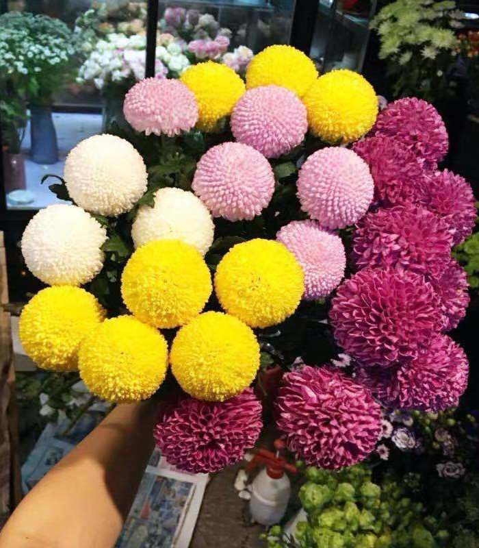 Hoa cúc ping pong có đa dạng màu sắc