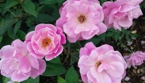 Hoa hồng quế là hoa gì? Cách trồng và chăm sóc