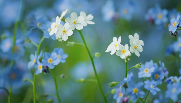 Hoa lưu ly - Ý nghĩa và cách cắm hoa lưu ly đẹp, tươi lâu