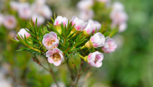 Hoa thanh liễu là hoa gì? Ý nghĩa và công dụng từ cây thanh liễu