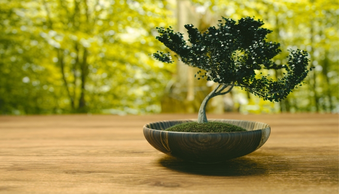 Bonsai là gì? Tìm hiểu chi tiết về nghệ thuật cây cảnh bonsai