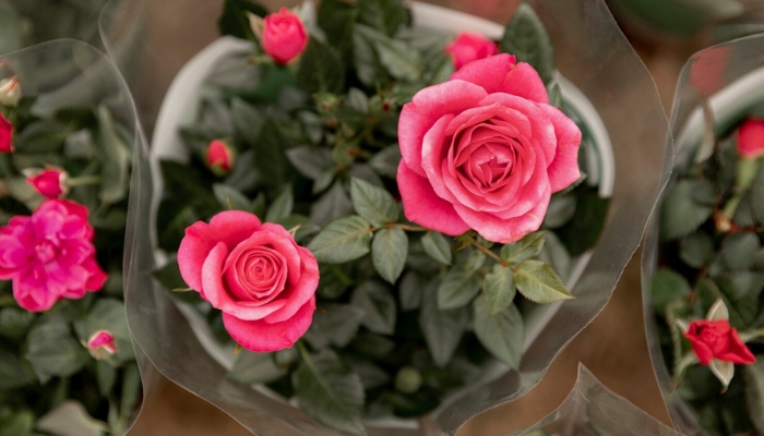Hoa hồng tỉ muội: Đặc điểm, cách trồng và chăm sóc đúng cách