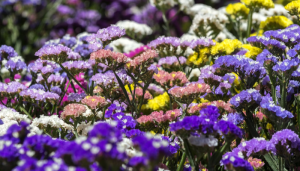 Hoa salem - Ý nghĩa và cách cắm hoa salem đẹp, tươi lâu