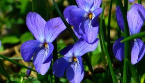 Hoa violet – Biểu tượng của sự thủy chung trong tình yêu