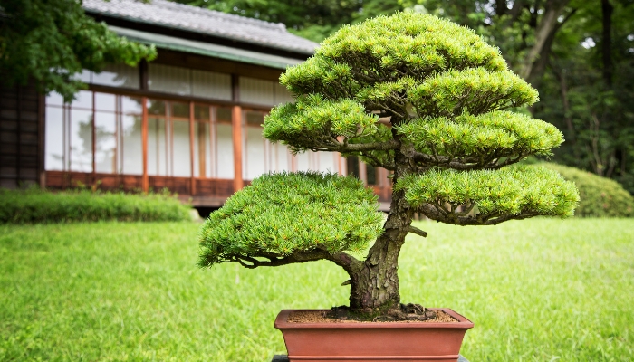 Sự phổ biến và ứng dụng của cây bonsai