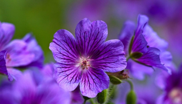 Sự tích về loài hoa violet
