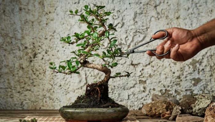 Uốn cây cảnh bonsai