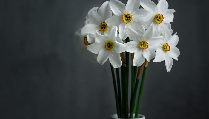 Hoa thủy tiên - Loài hoa đẹp để cúng Thần Tài Thổ Địa 
