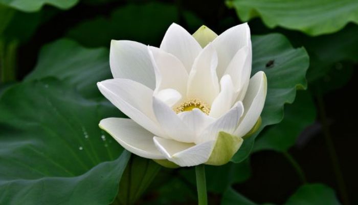Hoa sen trắng ngụ ý sự ra đi thanh thản