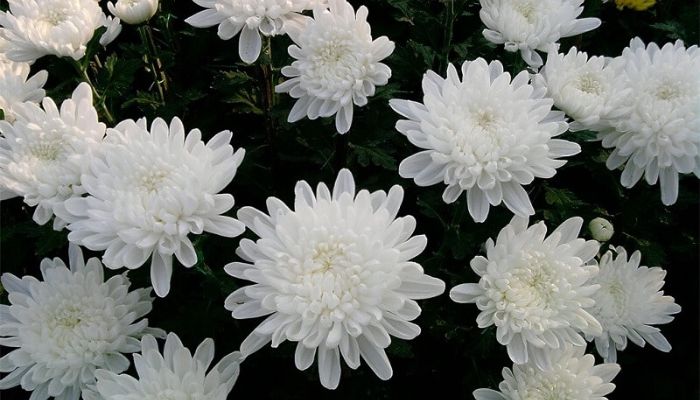 hoa cúc được dùng phổ biến trong các tang lễ