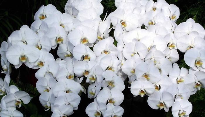 Hoa lan trắng được sử dụng nhiều trong tang lễ người Công giáo