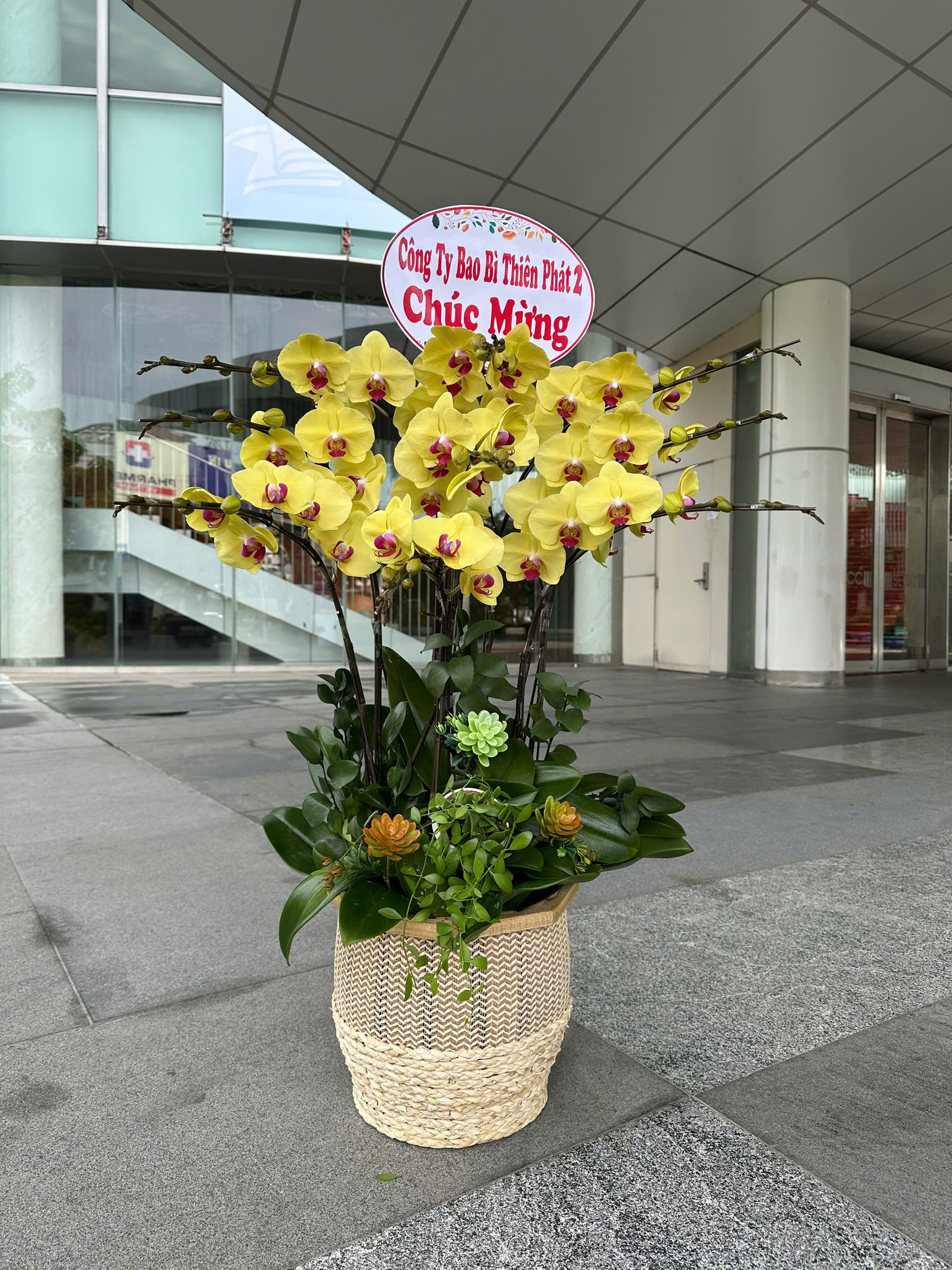 Bình hoa lan hồ điệp sang trọng, bền đẹp, thích hợp trang trí văn phòng